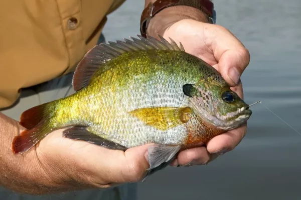 Dangerous Fish Related to Piranha Are Bluegills